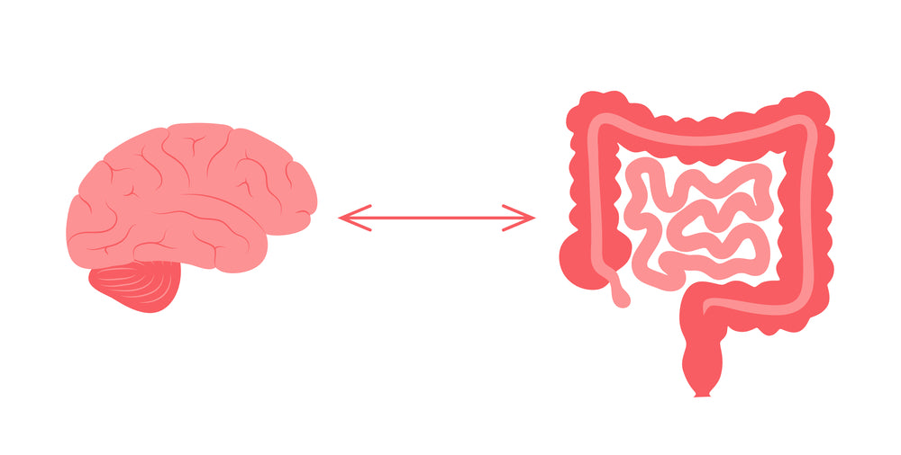 Gut-Brain Axis and Menopausal Health