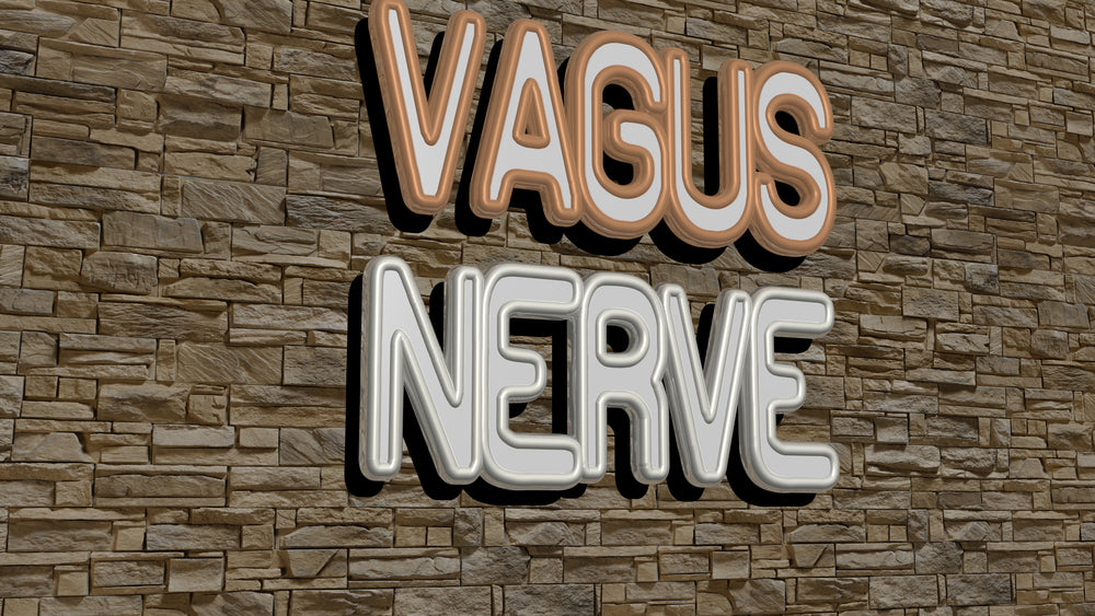 The Vagus Nerve and Perimenopause and Menopause
