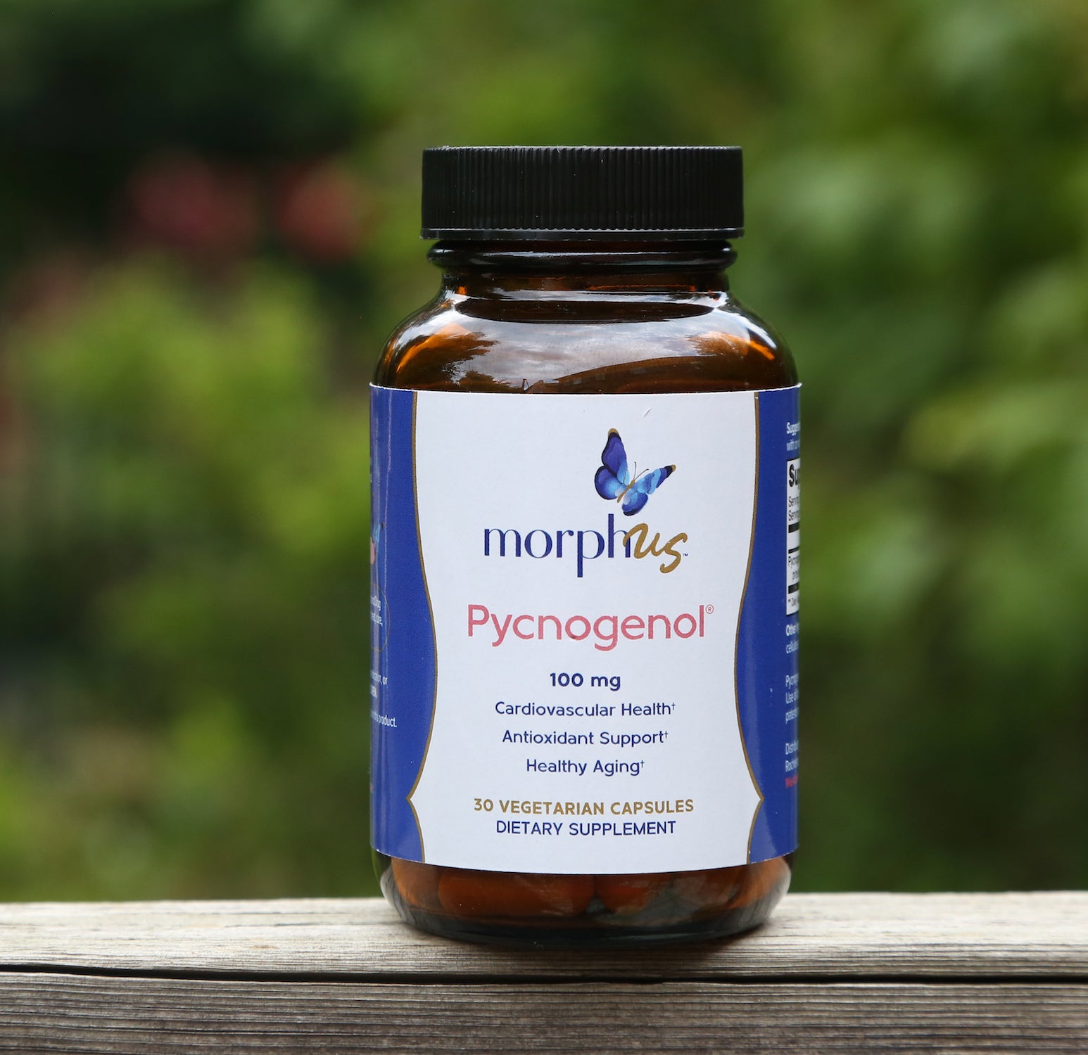 pycnogenol french maritime pine bark supplement